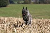 BOUVIER DES ARDENNES 232